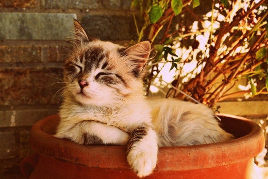 un chaton est couché dans un pot de fleurs