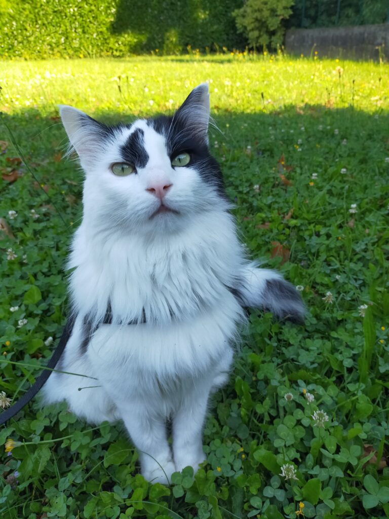 chat norvégien noir et blanc en harnais dans l'herbe