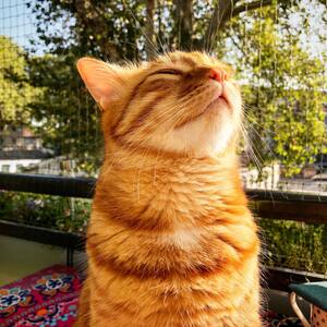 un chat roux sur un balcon hume l'air les yeux fermés