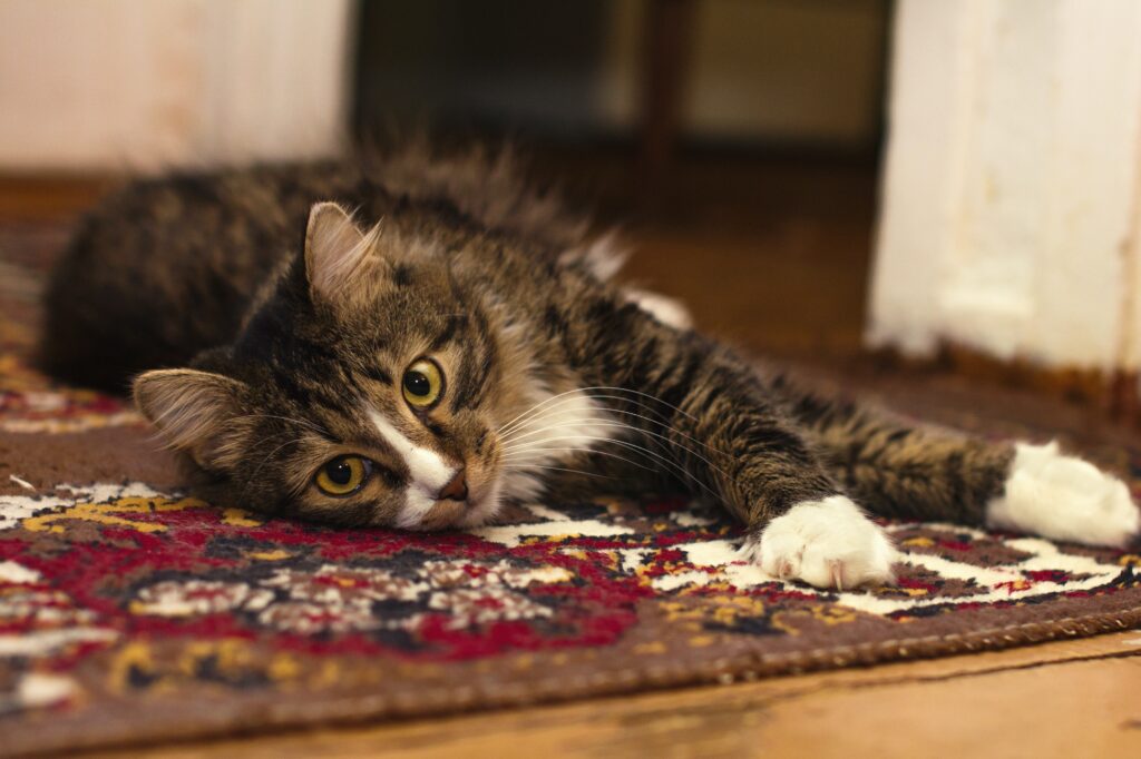 votre maison n'est pas oubliée. Un chat est étendu sur un tapis.