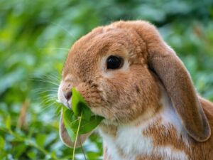 un lapin dans le jardin mange une feuille