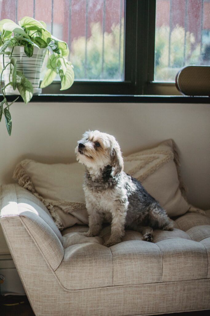 un chien est assis sur un canapé dans une belle pièce