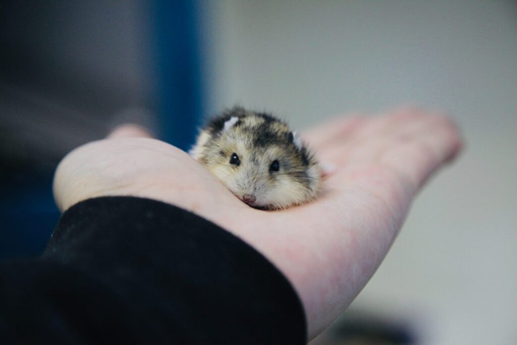 une souris est posée au creux d'une main