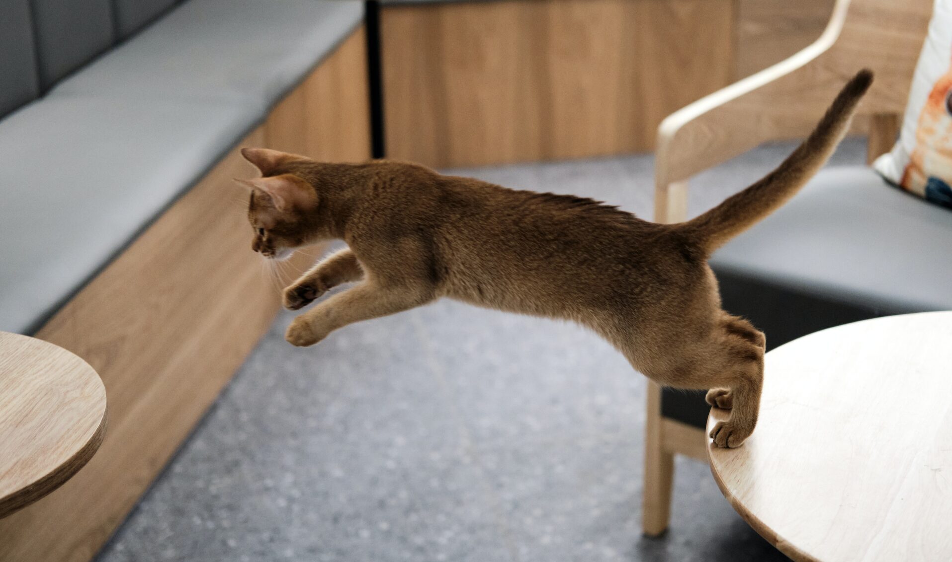 Pour l'agility, un chat saute d'une table à une autre