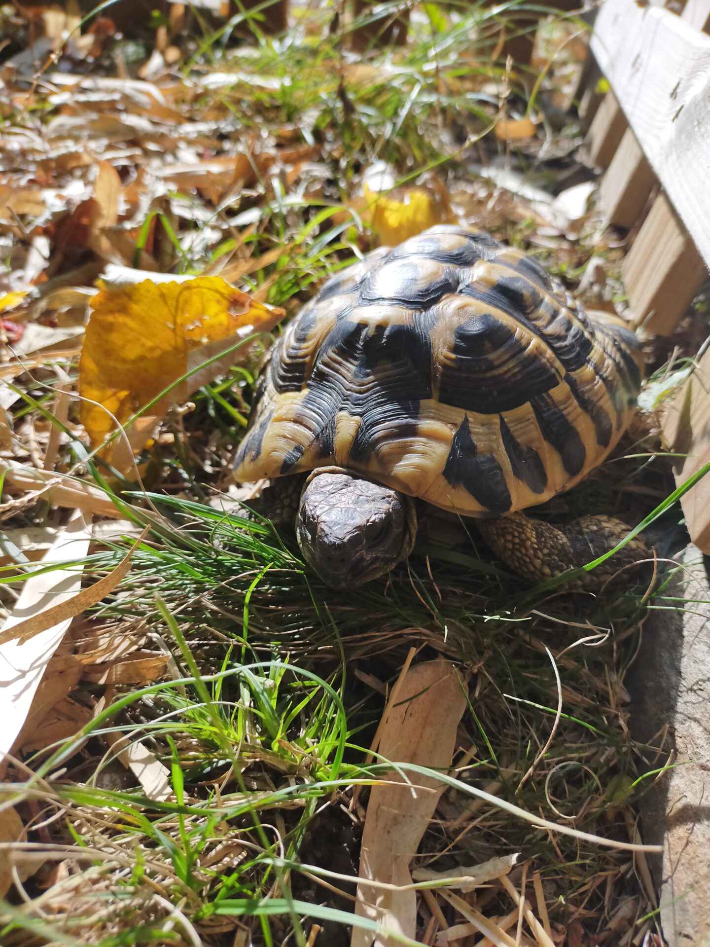 Marius, une tortue de terre prend le soleil