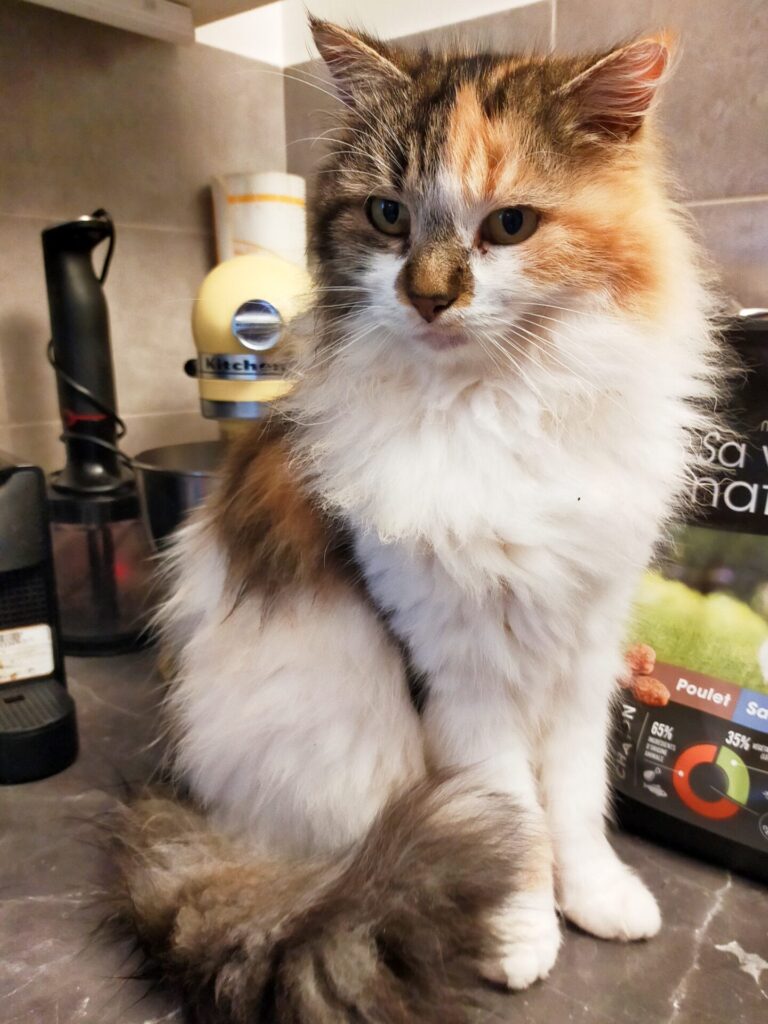 Isis, une belle et grande chatte tricolore est assise. Elle semble dire : à ton avis, je veux quoi ?