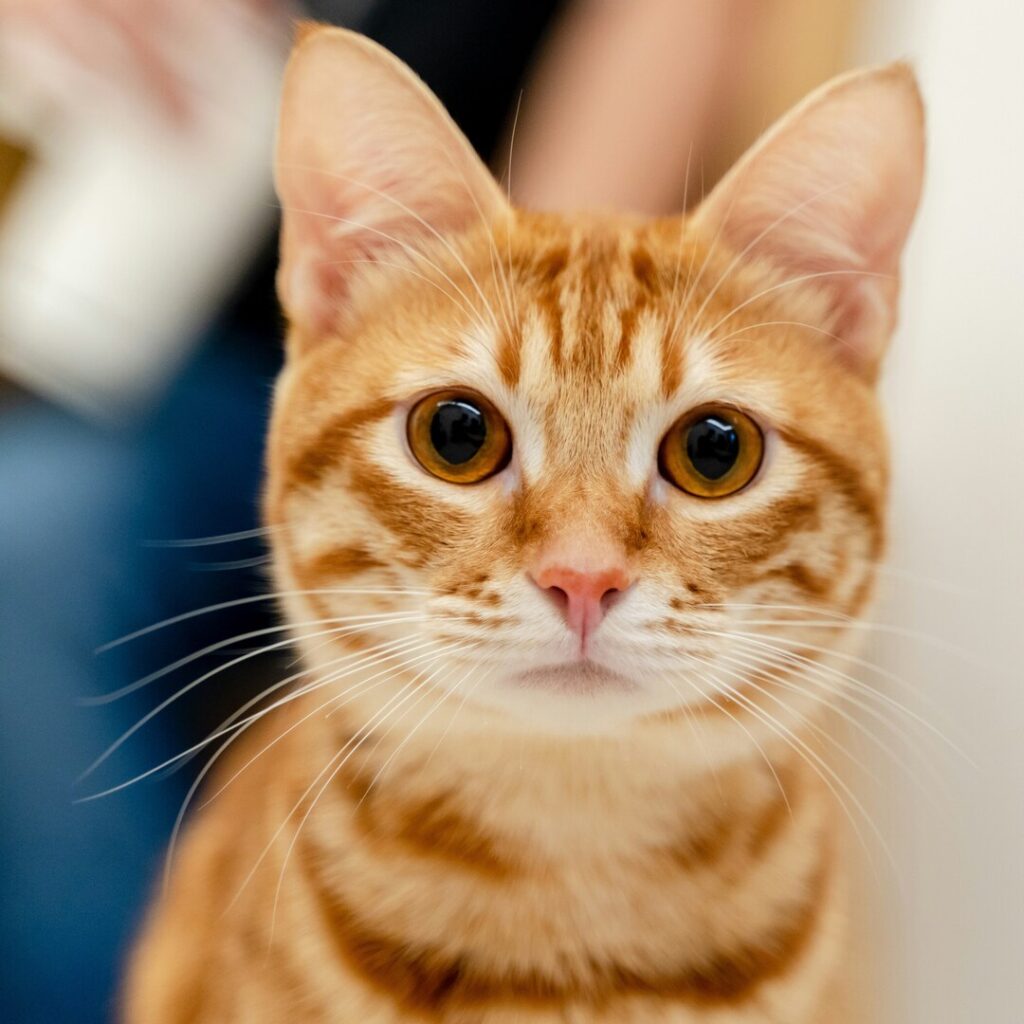 un chat roux nous regarde avec des pupilles dilatées