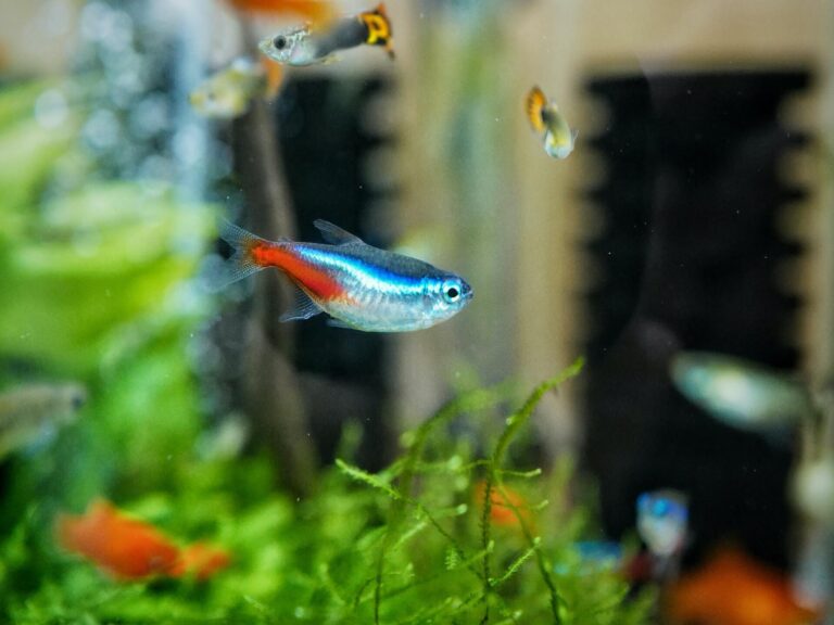 des petits poissons d'eau douce dans un aquarium