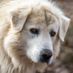 chiens de protection comme le Patou