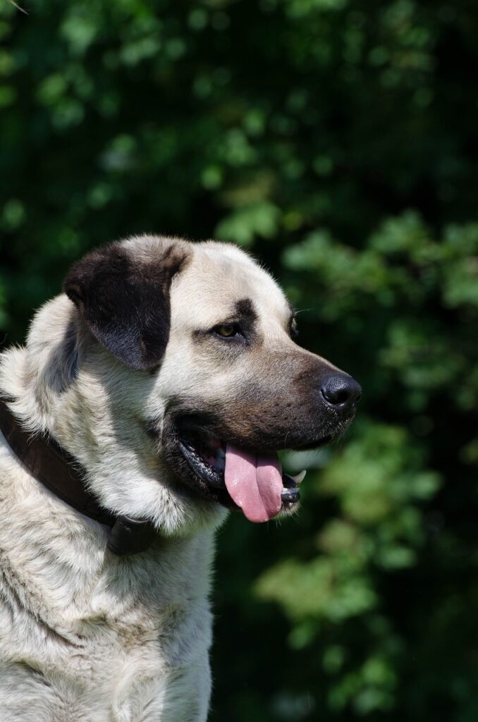 Tête de Kangal