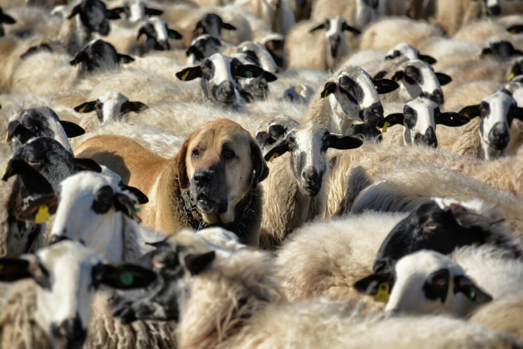 Un Kangal au milieu d'un troupeau de moutons