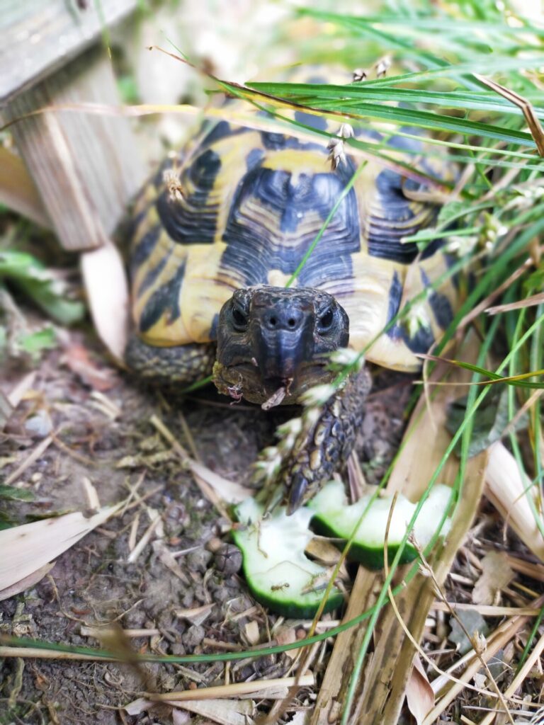 Marius, tortue de terre, nous regarde. Devant lui, des rondelles de concombre.