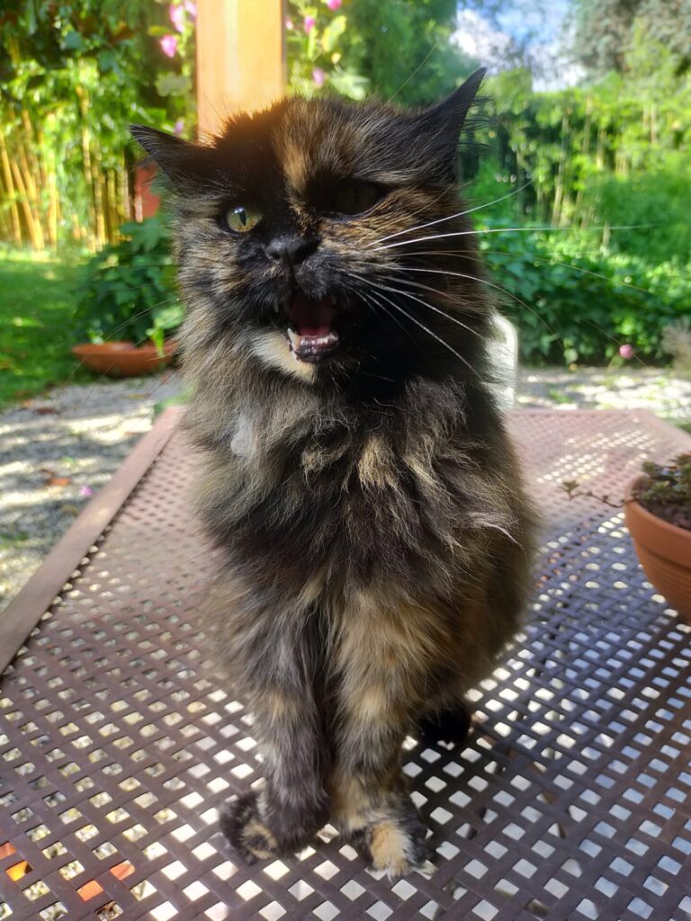 Mariette, une minette écaille de tortue, est assise sur la table du jardin et nous regarde en miaulant.