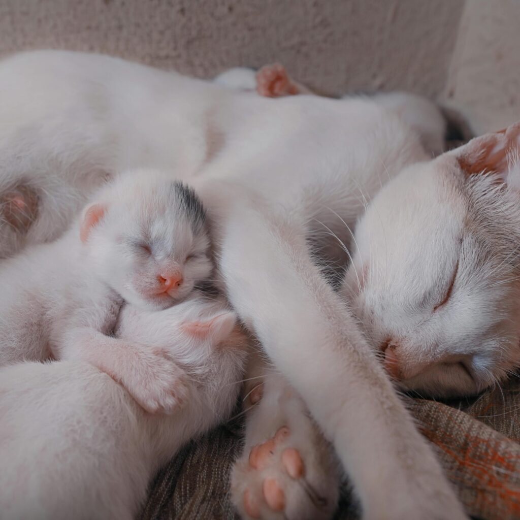 Une maman chatte dort avec deux chatons entre ses pattes. Dans son dos, une petite patte dépasse d'un troisième chaton. Ils sont tout blancs. La mère va jouer un rôle essentiel dans leur éducation.