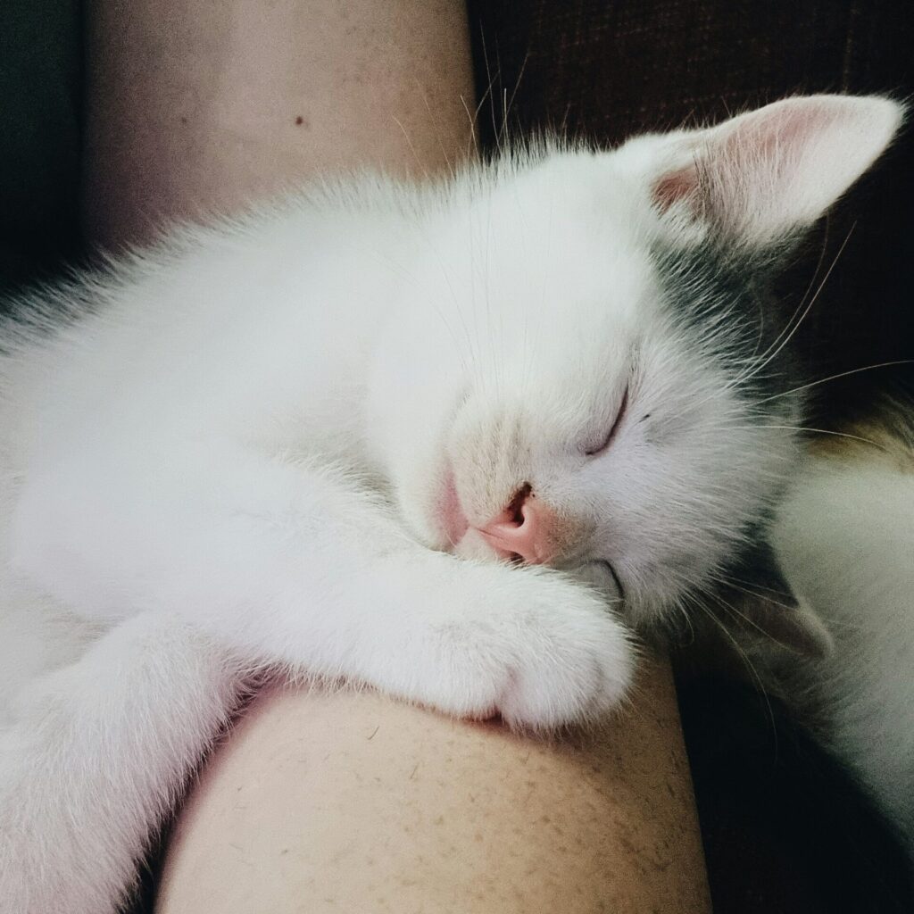 Un chaton blanc et noir dort la tête posée sur un bras. Il est à adopter.