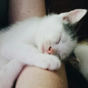 Un chaton blanc et noir dort la tête posée sur un bras. Il est à adopter.