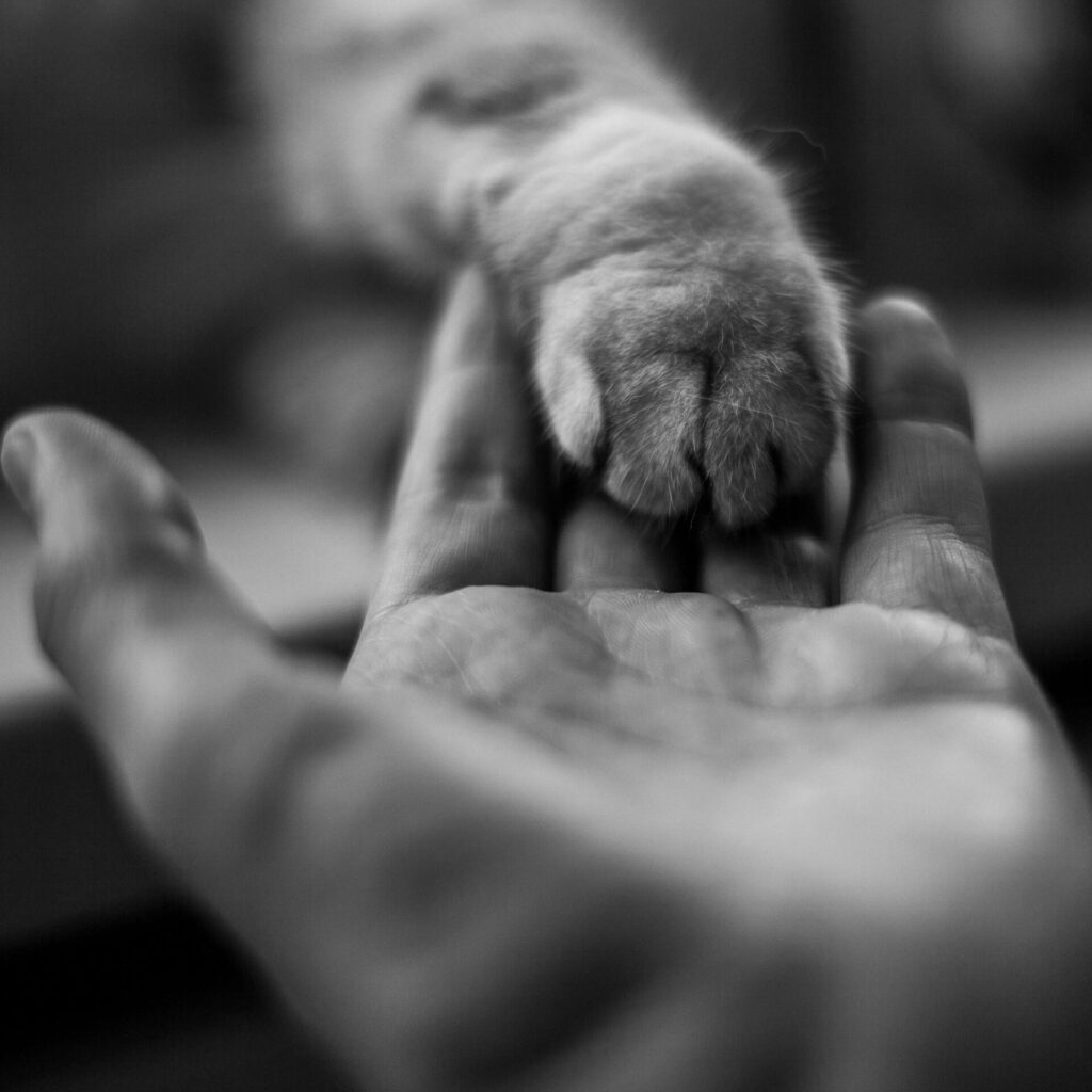 Photo en noir et blanc d'une patte de chat posée sur une main