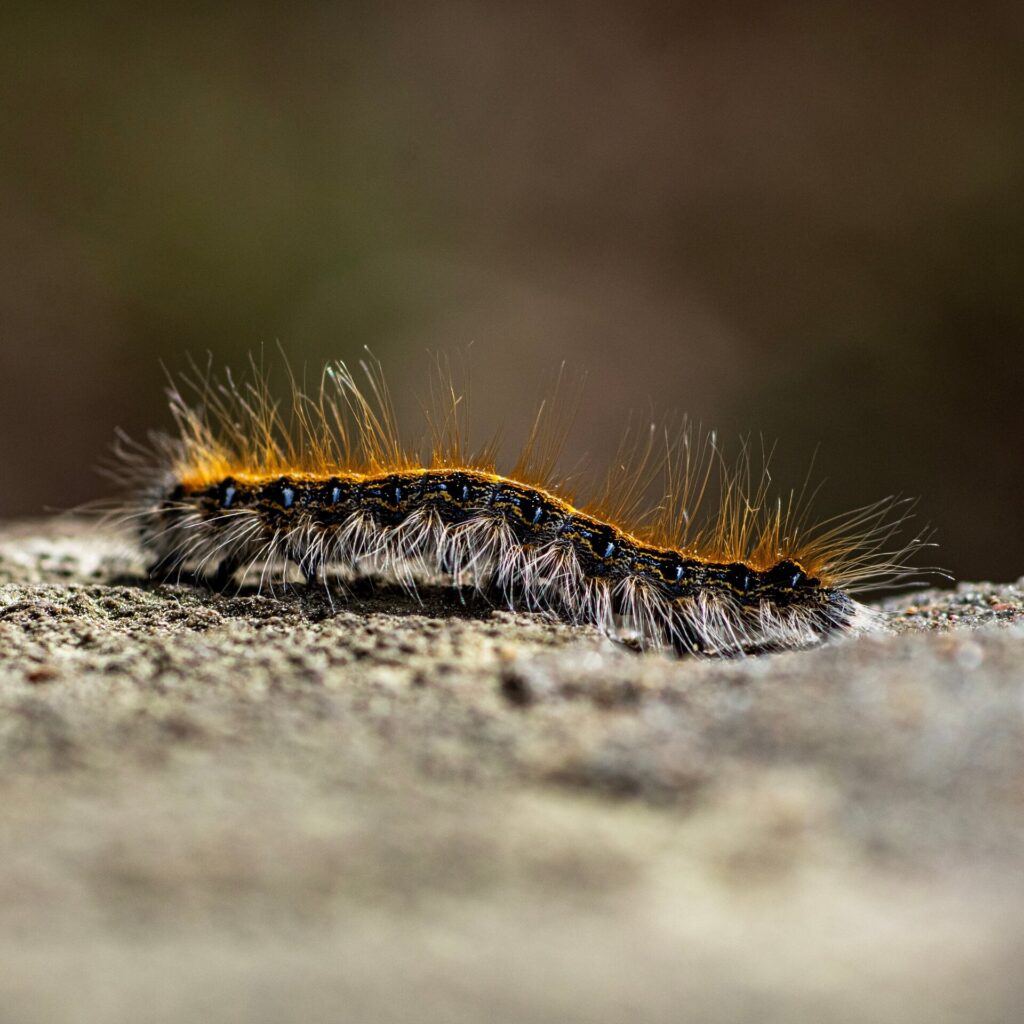chenille processionnaire au sol