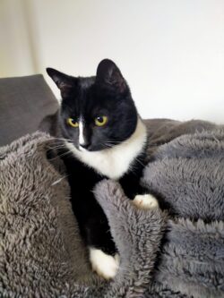 Chat noir et blanc couché sur un plaid gris douillet
