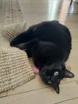 Minette noire couché sur le côté sur un tapi et jouant avec une baguette