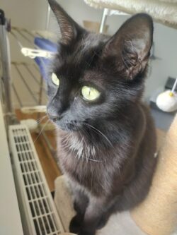 Minette noire assise sur un arbre à chat et regardant par la fenêtre