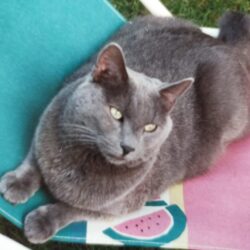 un gros chat bleu de russe couché sur un transat