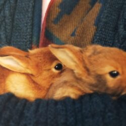 deux petits lapins dans les bras