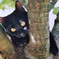 un chaton noir dans un arbre