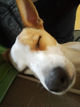 Yuno, chien croisé jack Russel, dort la tête posée contre la jambe.