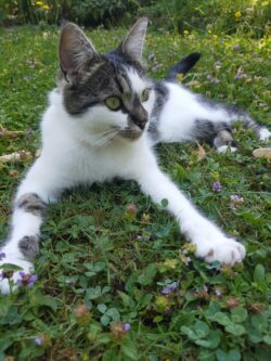 Un chat blanc et tigré est couché dans l'herbe du jardin, les pattes de devant écartées ! Il regarde à droite.