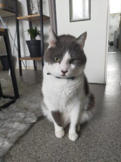 Cooky, chat blanc et gris, assis, nous regarde avec un air sérieux
