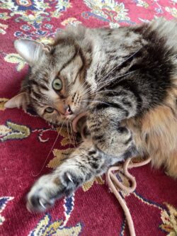 Un grand chat tigré est couché sur un tapis fleuri bordeau et joue avec une ficelle.