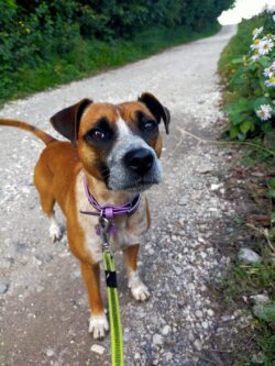 Gaïa, petite chienne croisée Staffie et debout et nous regarde. De couleur marron, les bout des pattes, le torse et le museau blancs. Elle est sur un chemin, attachée en laisse.