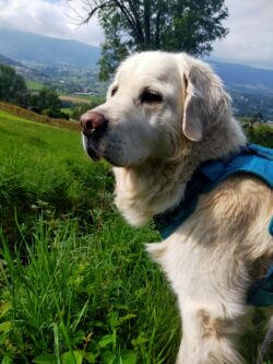 Opla, Golden est en balade. Prise de vue de sa tête. Elle regarde devant elle. Derrière, un champ.