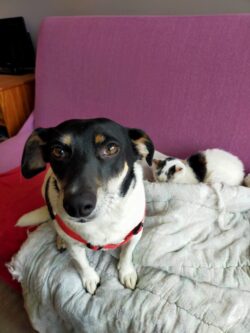 Un chien croisé Jack Russell est assis sur le canapé et nous regarde. Derrière, une minette blanche avec des taches marron dort en boule.