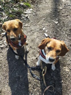 deux beagles assis lors d'une balade