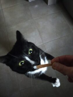 Chat noir et blanc debout sur ses pattes arrières pour sentir une friandise tendue