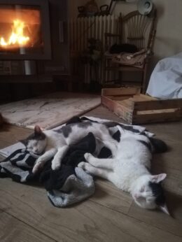 Témoignage d'une garde d'animaux. Deux chats dorment devant un feu.