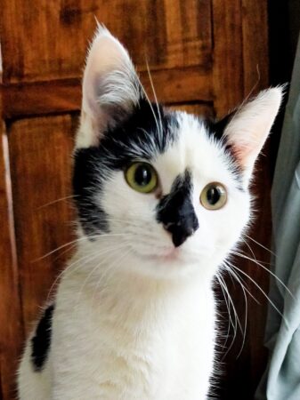 Une petite minette blanche et noir est prise en portrait.
