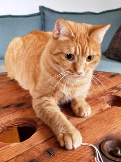 Une minette rousse surveille sa souris en peluche. Une garde d'animaux positives !