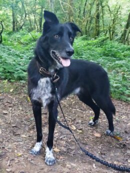 Rio, chien border collie croisé, lors d'une balade en forêt.