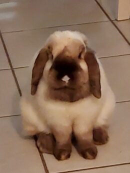 Mia, une jolie lapine beige avec toutes les extrémités marrons. Elle est assise sur le carrelage et nous regarde.