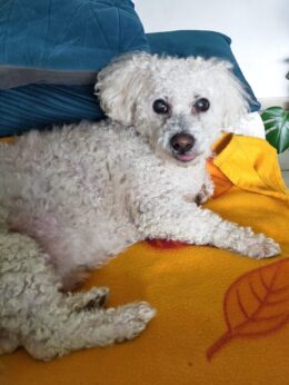 Nuggets, petit bichon, est couché sur le canapé et nous regarde en tirant un peu la langue.