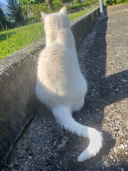 Un minette toute blanche est assise dans l'allée du jardin. On la voit de dos.
