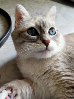 Une minette crème et beige aux yeux bleus est allongées la tête redressée et nous regarde. La garde d'animaux se déroule bien !