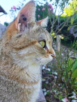 Un chat crème et roux est pris de profil, juste la tête. Ses yeux sont verts. Il est entouré de fleurs du jardin.