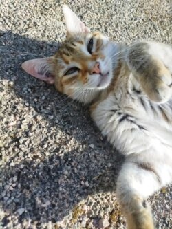 Un chat tigré marron et roux, le ventre crème et la base des poils noirs est couché sur le dos et nous regarde les yeux mi-clos.