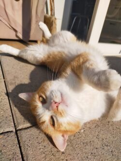 Gizmo, chat roux et blanc est sur le dos sur la terrasse et nous regarde.