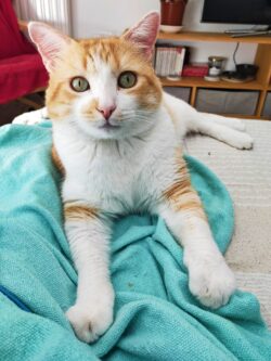 Gizmo, chat roux et blanc et couché sur son ventre sur le canapé et nous regarde, les deux pattes avant tendues.