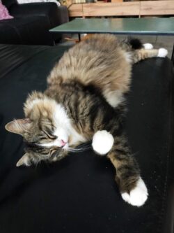 Griffon, un chat tigré marron, petites pattes blanches, poil mi-long, est couché sur le côté, les yeux fermés.